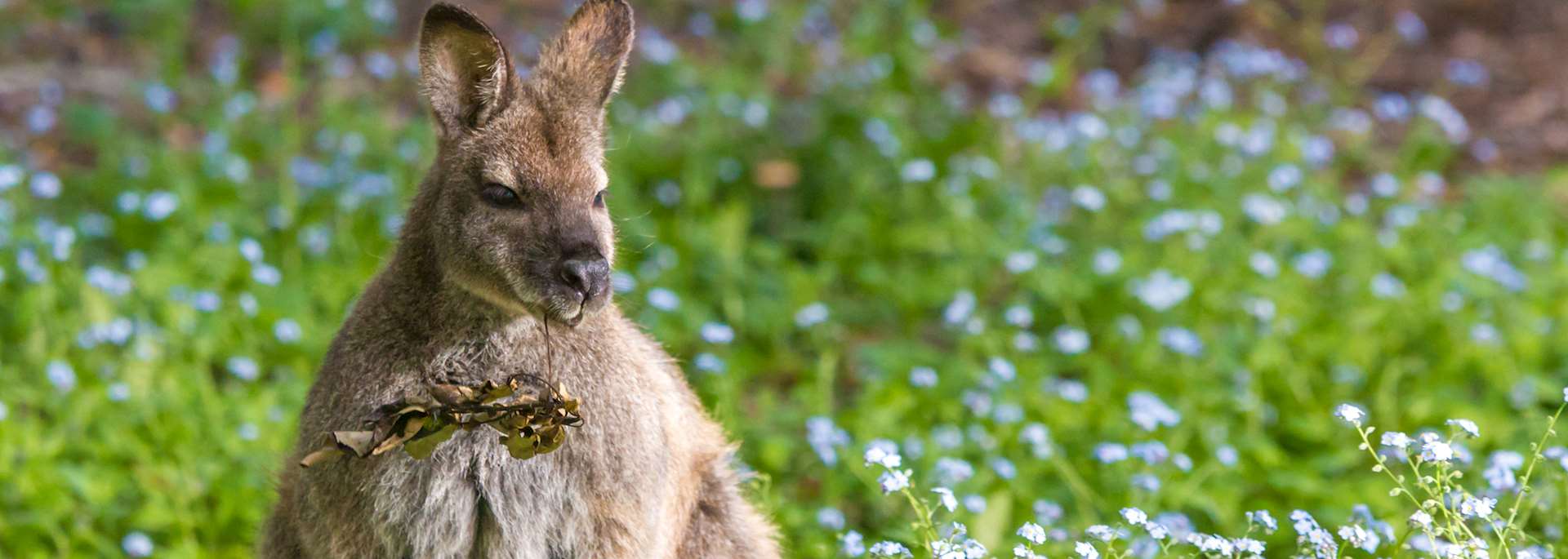Bennett's wallaby, Bruny Island, Tasmania