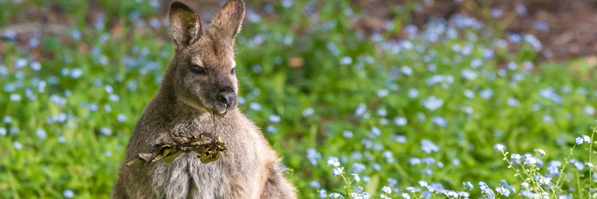 Bennett's wallaby, Bruny Island, Tasmania