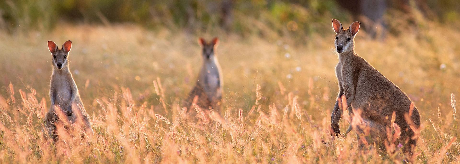 Wild kangaroos