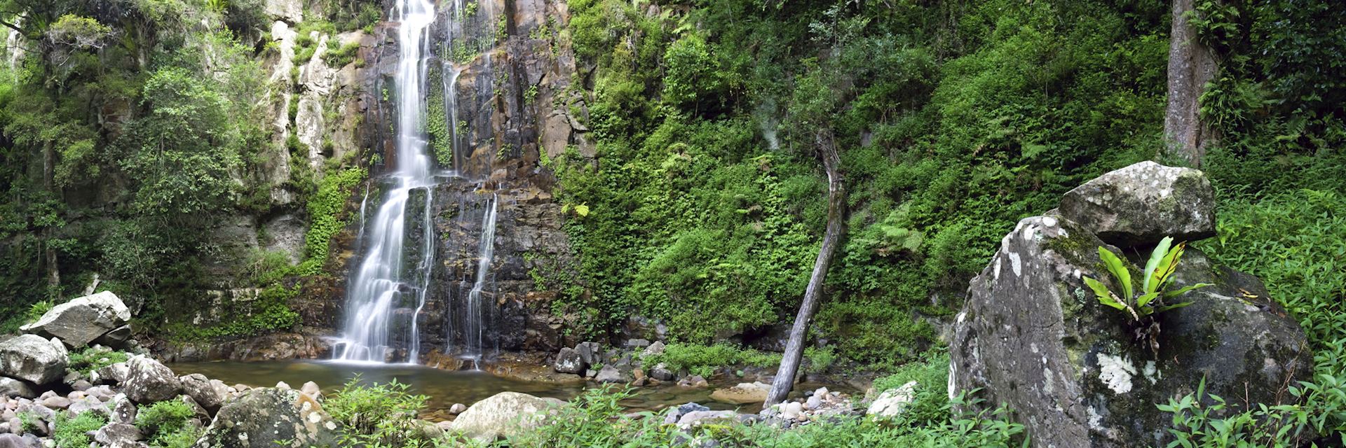 Australian rainforest