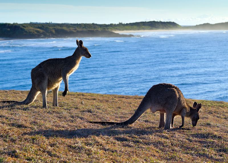 Kangaroos, Look At Me Now Headland, Coffs Coast