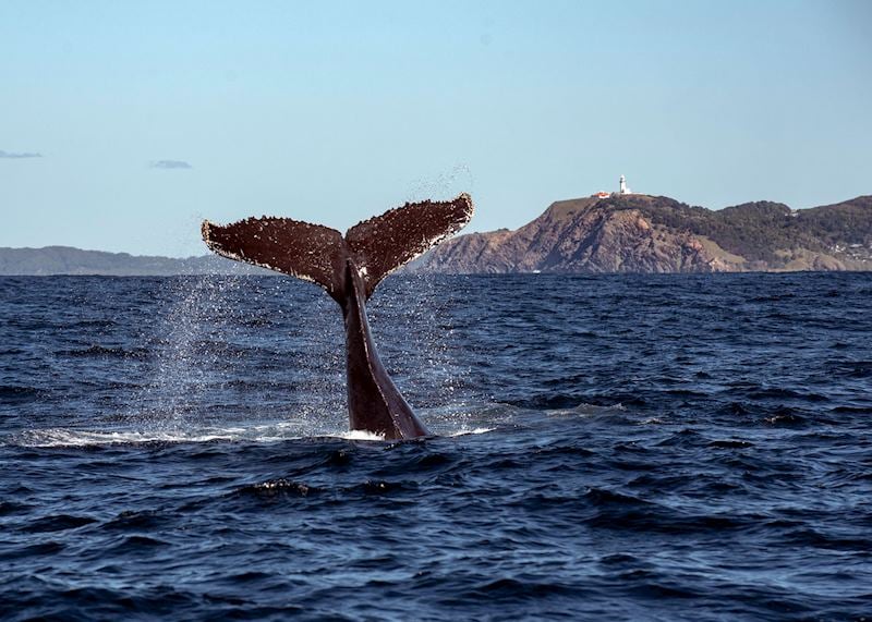 Humpback whale at Byron Bay