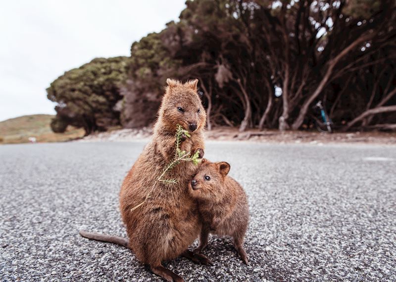 Quokka and joey on Rottnest Island, Western Australia