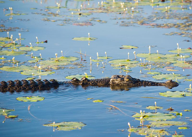 Saltwater crocodile, Kakadu National Park