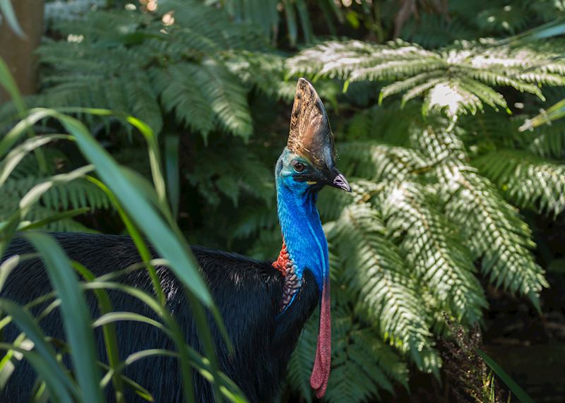 Cassowary, Daintree Rainforest