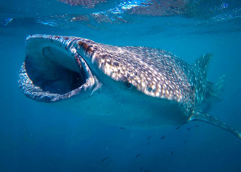 Whale shark, Ningaloo Reef