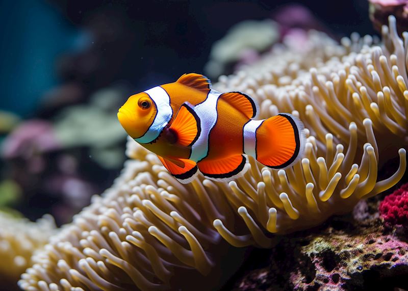 Clownfish
