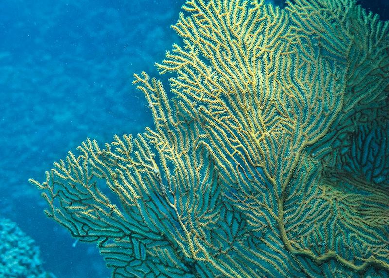 Gorgonian fan