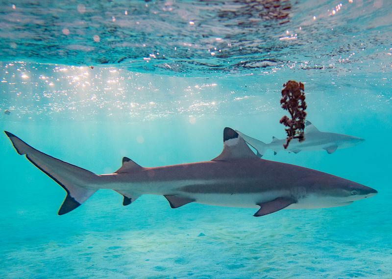 Blacktip reef sharks