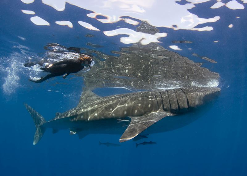 Whale shark, Coral Bay