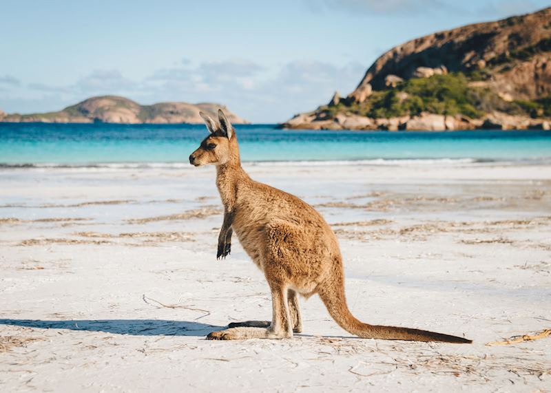 Kangaroo, Cape Range National Park