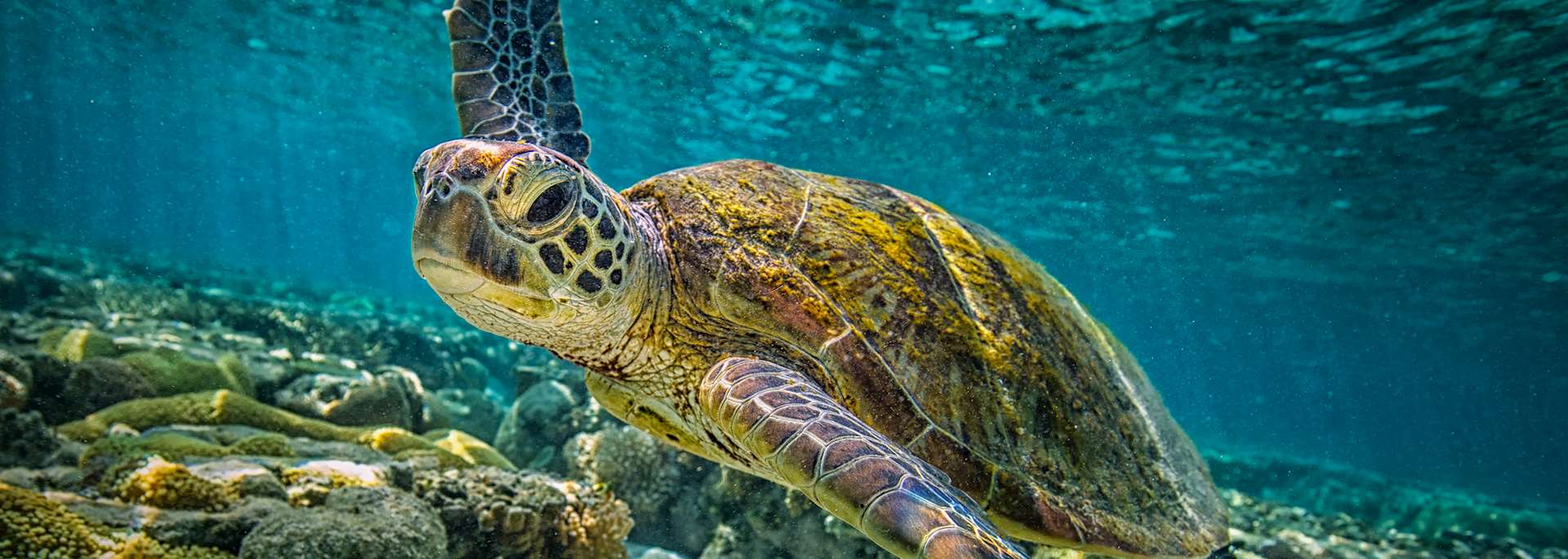 Green turtle on the Great Barrier Reef