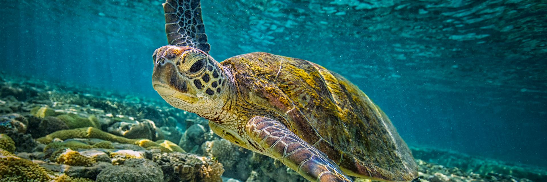 Green turtle on the Great Barrier Reef