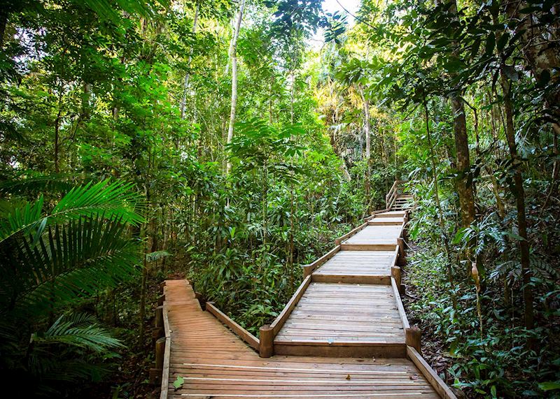 Boardwalks, the Daintree