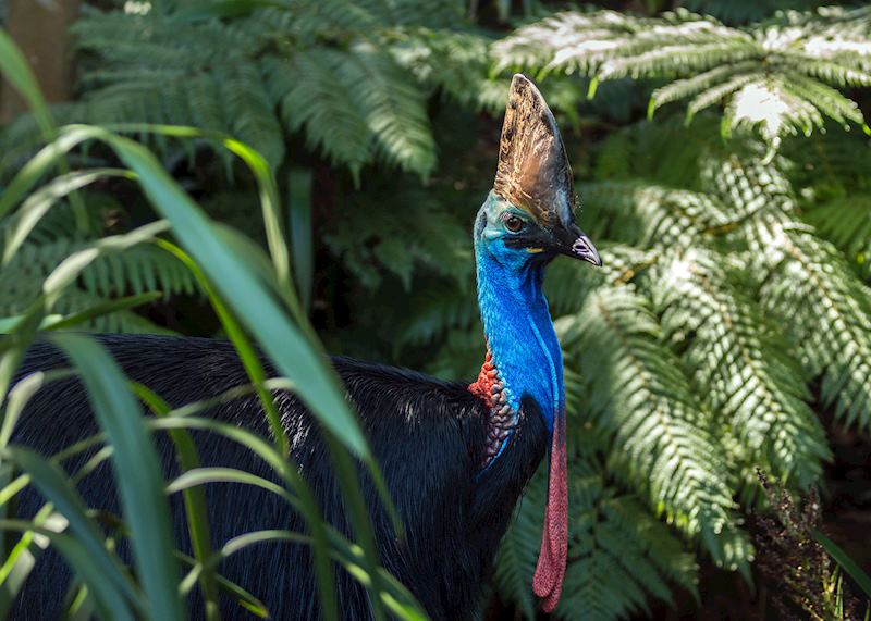 Cassowary, the Daintree