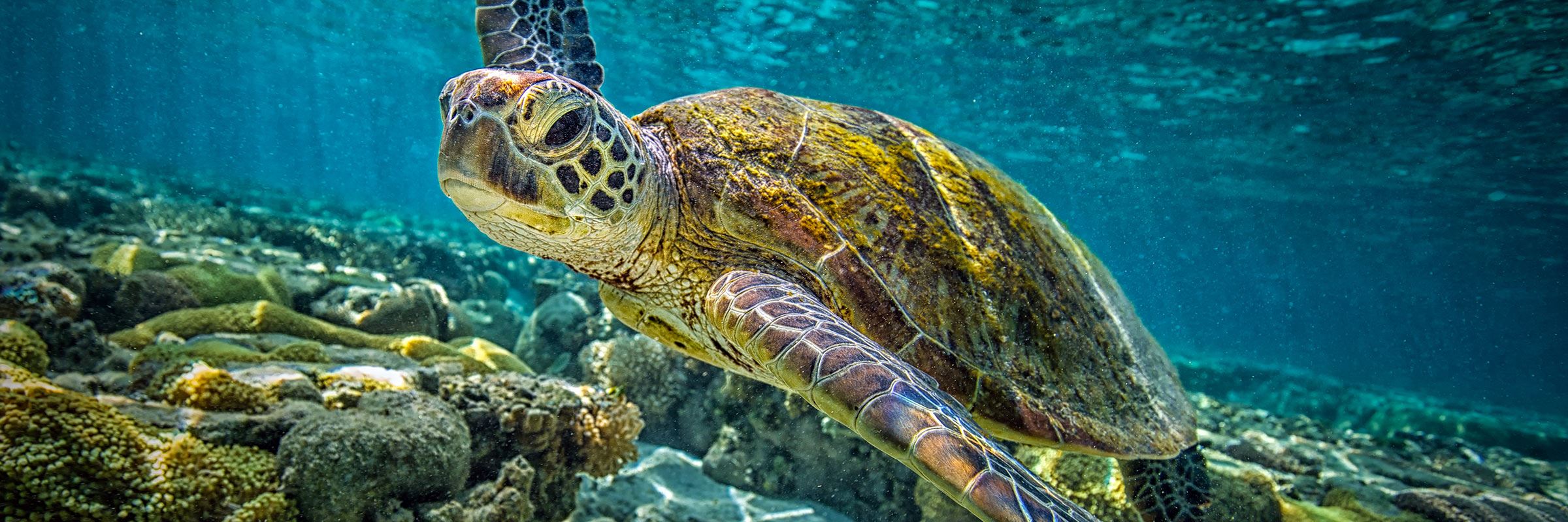 Green turtle on the Great Barrier Reef