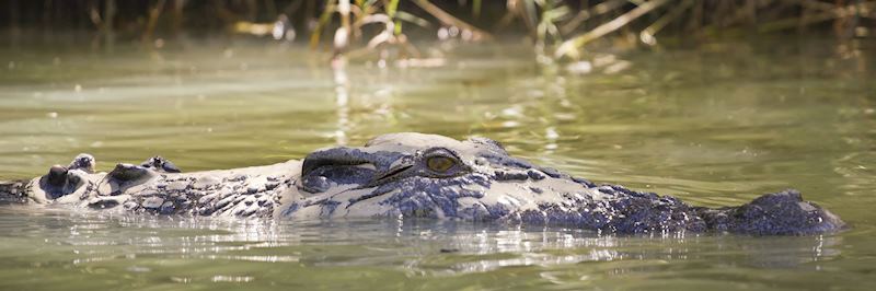 Saltwater crocodile in Kakadu National Park