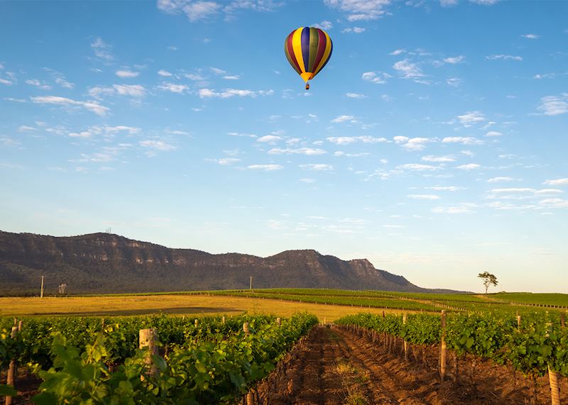Grapevines, Hunter Valley