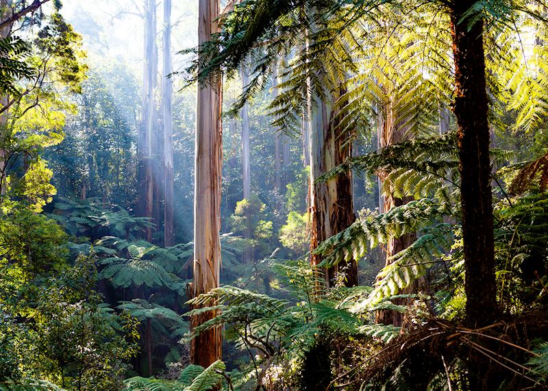 Daintree National Park