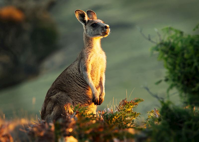 Kangaroo, Maria Island National Park