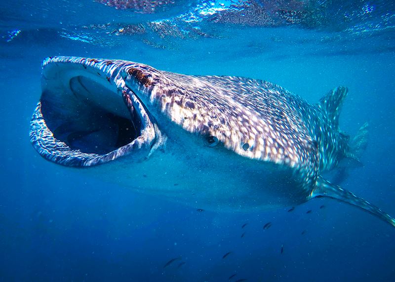 Whale shark, Ningaloo Reef