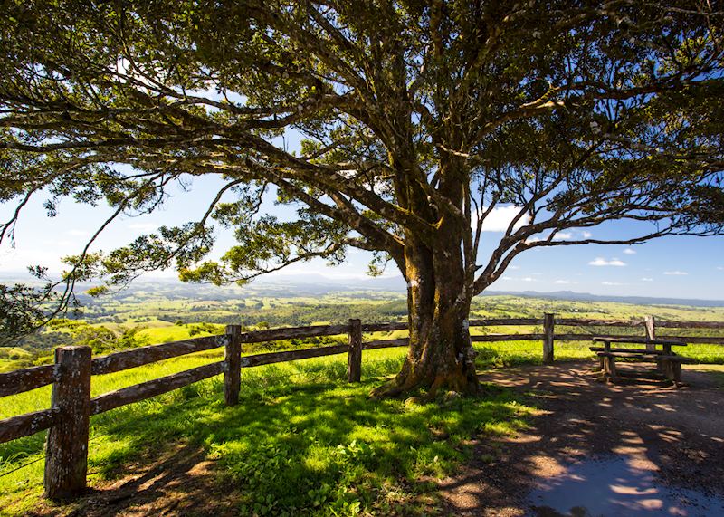 Viewpoint near Millaa Millaa, Atherton Tablelands
