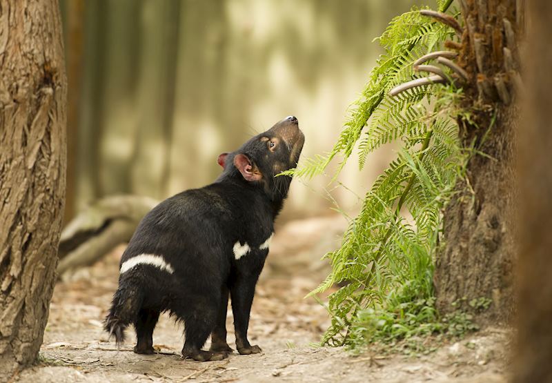 Tasmanian devil