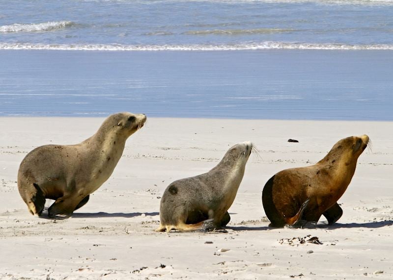 Sea lions