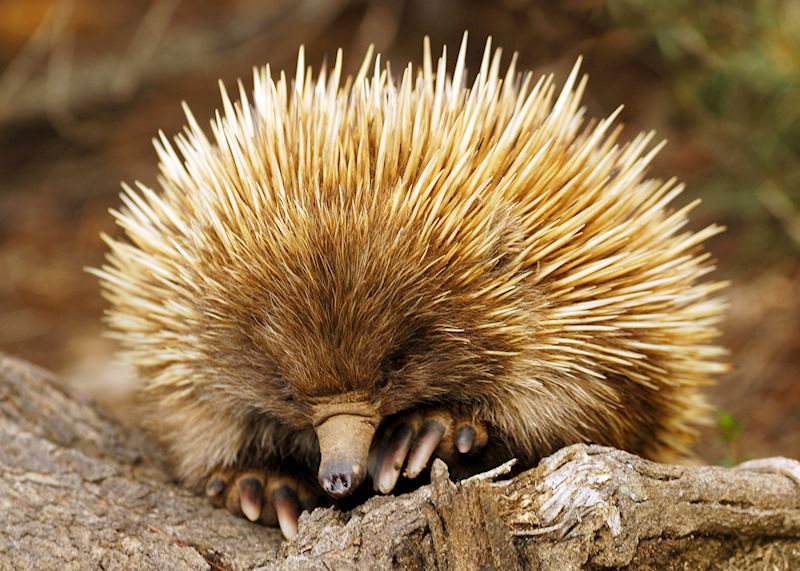 Echidna