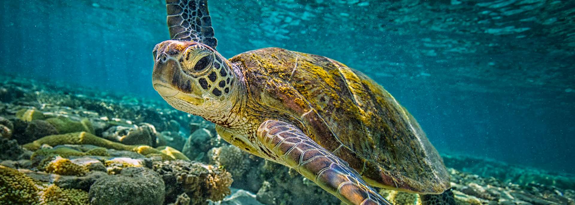Green turtle