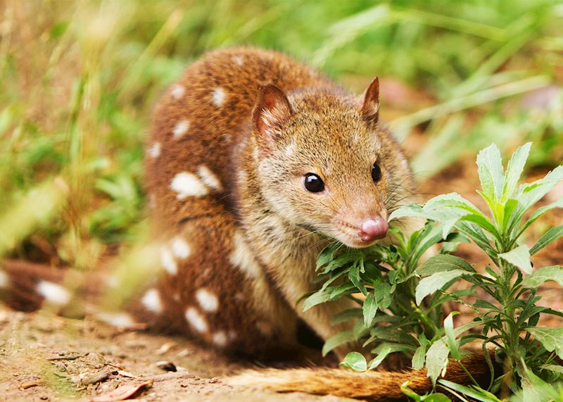 Spotted tiger quoll, Tasmania