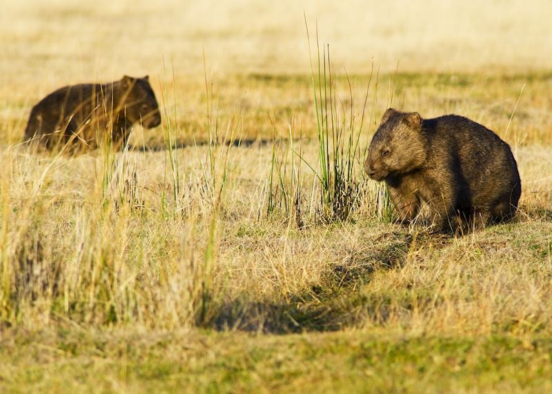 Wombats, Tasmania