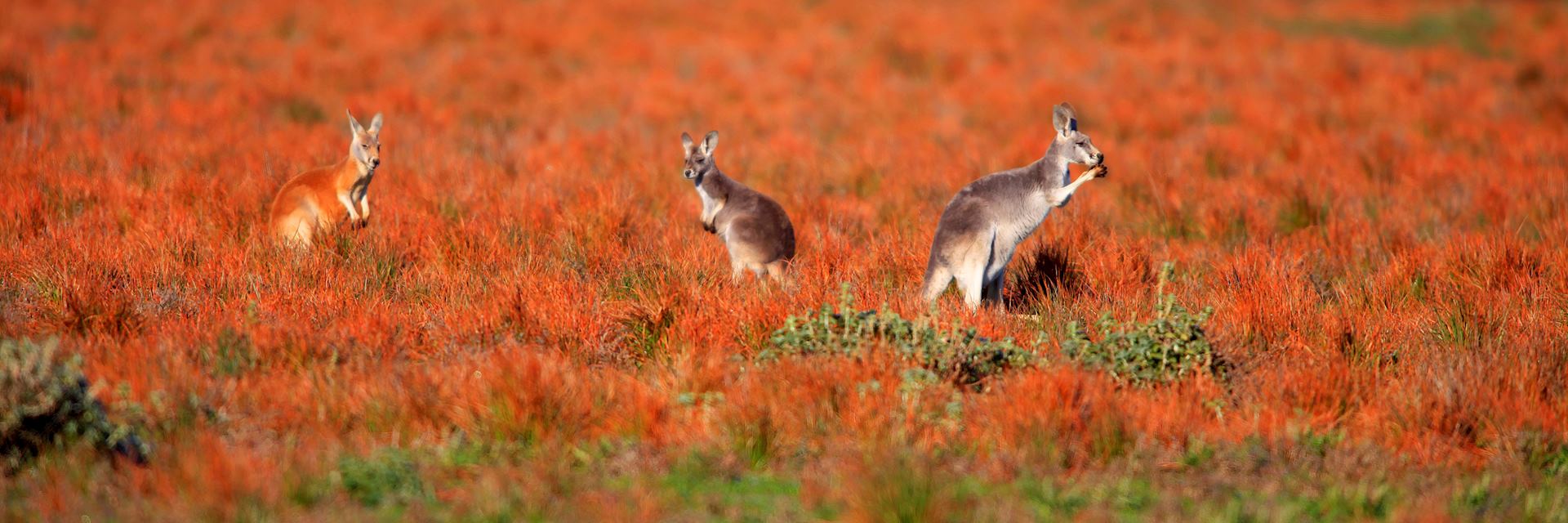 Kangaroos in the Flinders Ranges, South Australia