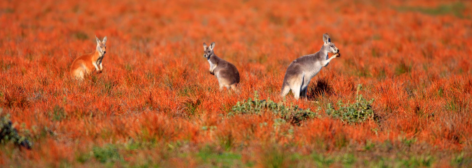 Kangaroos in the Flinders Ranges, South Australia