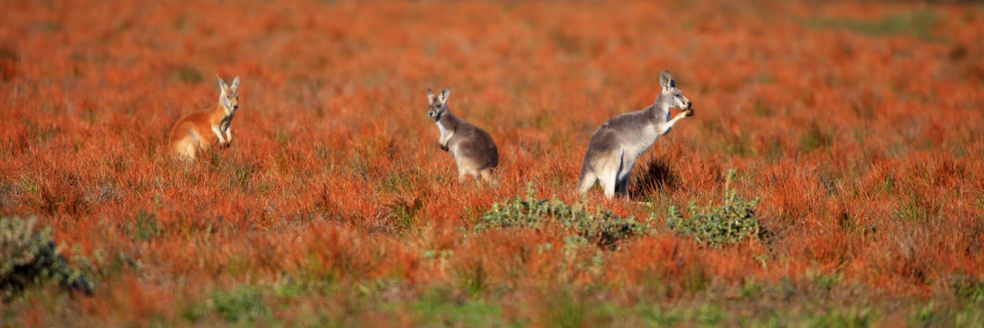 Kangaroos on the Flinders in the Outback 
