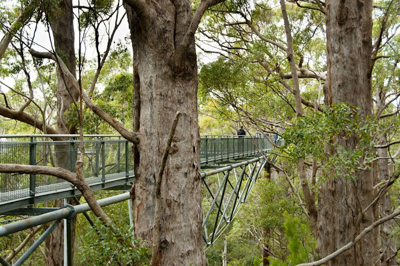 Tree Top Walk, Pemberton