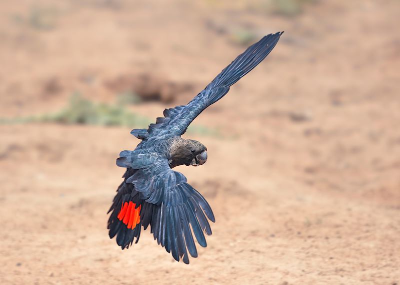 Glossy black cockatoo