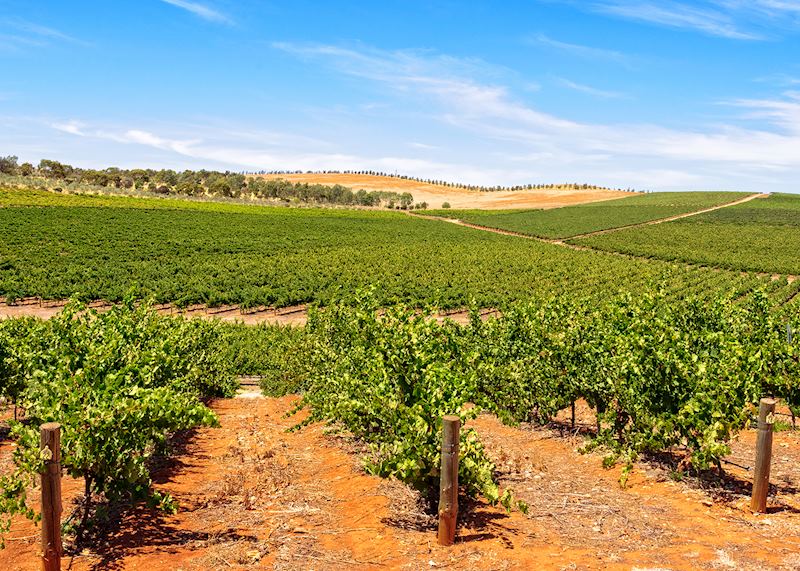 Clare Valley vineyards