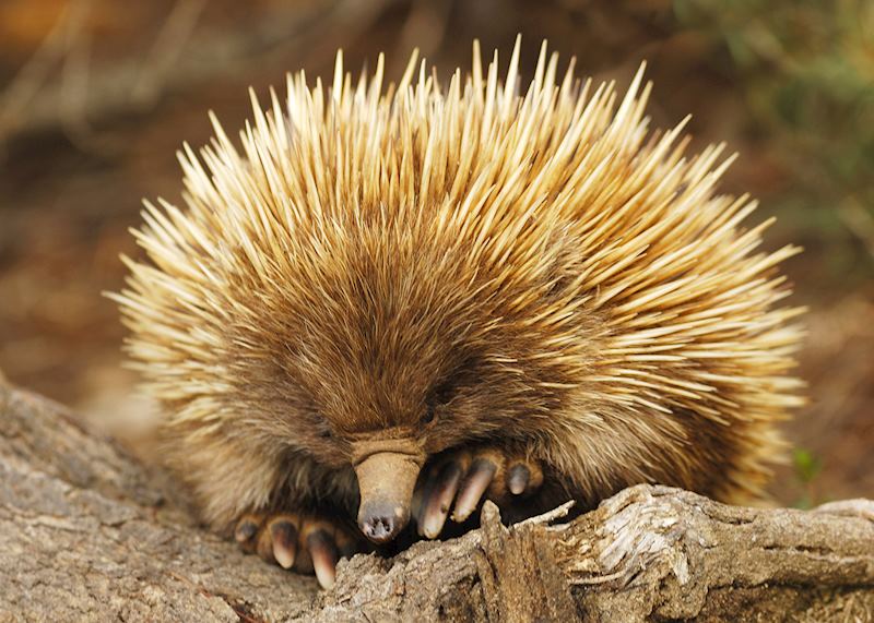 Echidna (or spiny anteater)