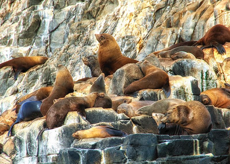 Australian fur seals, Bruny Island