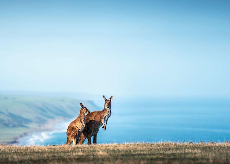 Kangaroo Island
