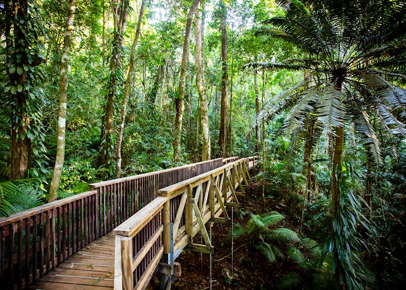 Jindalba Boardwalk, Daintree Rainforest