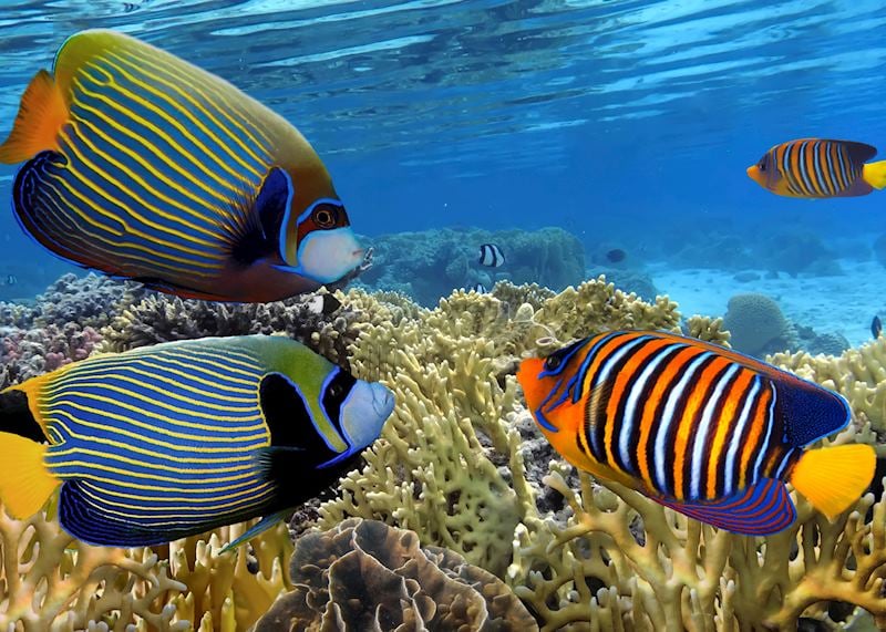 Great Barrier Reef