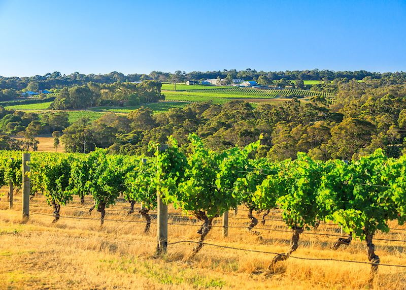 Margaret River vineyard