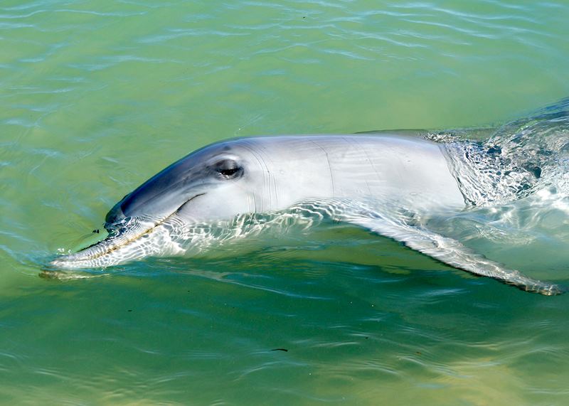 Dolphin at Monkey Mia