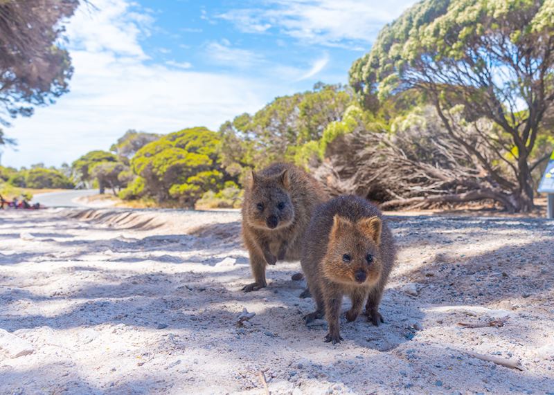 Quokkas on Rottnest Island