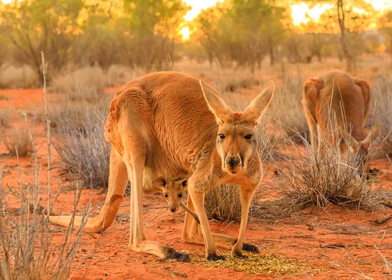 Top 3 essential experiences in Australia’s Northern Territory Audley