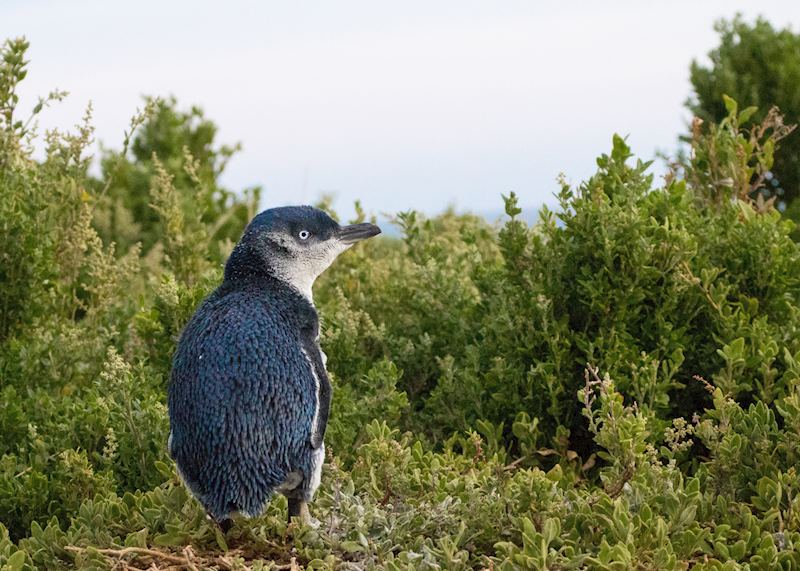Fairy penguin on Phillip Island