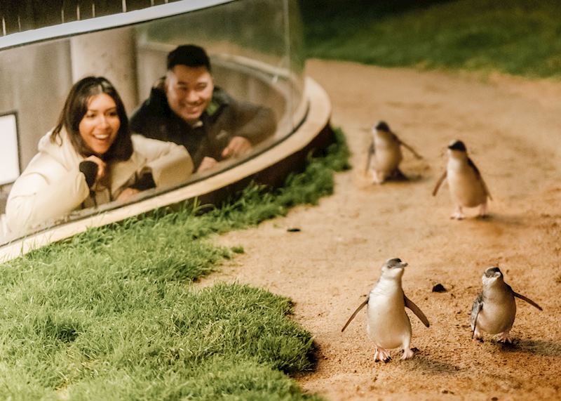 Little penguin encounters (penguin parade) on Phillip Island