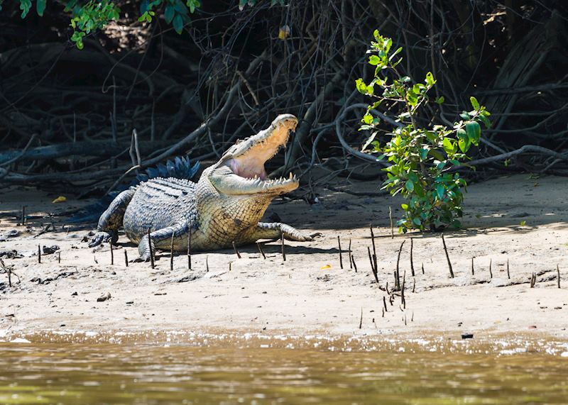 Saltwater crocodile, Daintree Rainforest